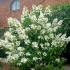 Hydrangea levan paniculata - opis, sadnja i njega